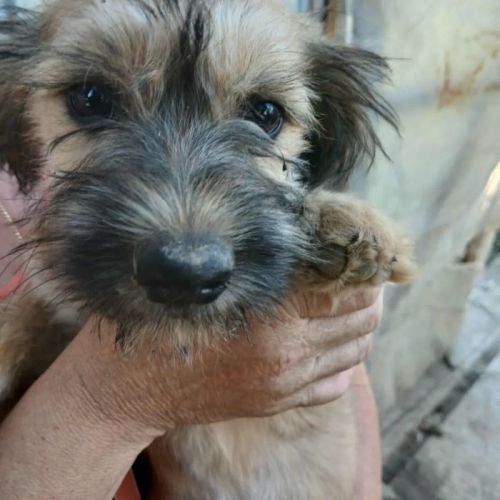 #BE2513701 - Mitchie, chien croisé à adopter – AnimalWeb Belgique #BE2513701 - Mitchie, chien croisé à adopter – AnimalWeb Belgique