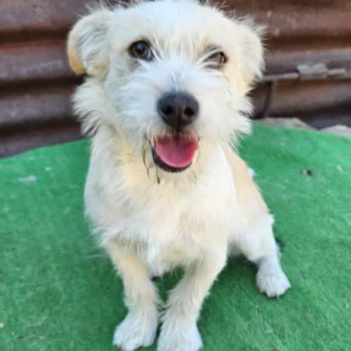 #BE2513702 - Cristina , chien croisé à adopter – AnimalWeb #BE2513702 - Cristina , chien croisé à adopter – AnimalWeb