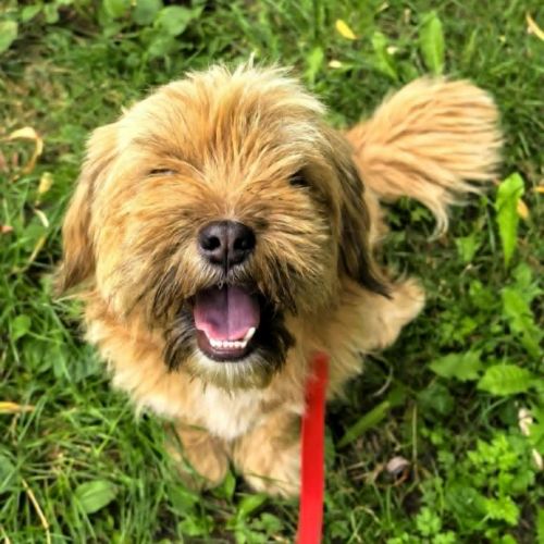 #BE2513703 - Billy, chien croisé à adopter – AnimalWeb #BE2513703 - Billy, chien croisé à adopter – AnimalWeb