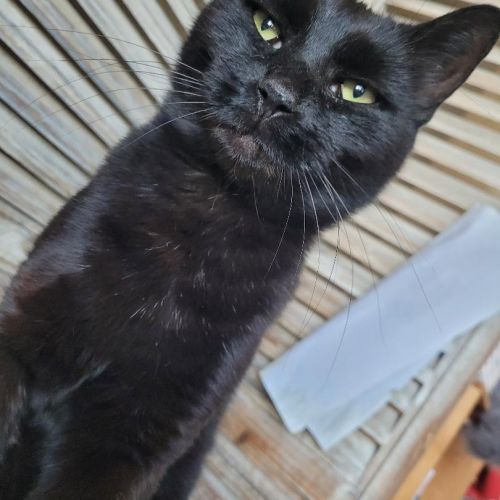 #BE2513704 - Flow, chat à adopter à Leuze-en-Hainaut - AnimalWeb Belgi #BE2513704 - Flow, chat à adopter à Leuze-en-Hainaut - AnimalWeb Belgi