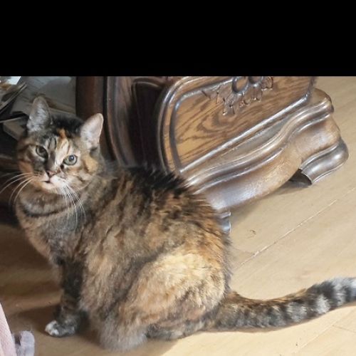 #BE2513706 - Circé, chat perdu à Libin - AnimalWeb Belgique #BE2513706 - Circé, chat perdu à Libin - AnimalWeb Belgique