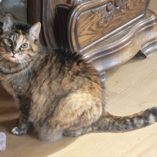 Chat perdu Libin Chat perdu Libin
