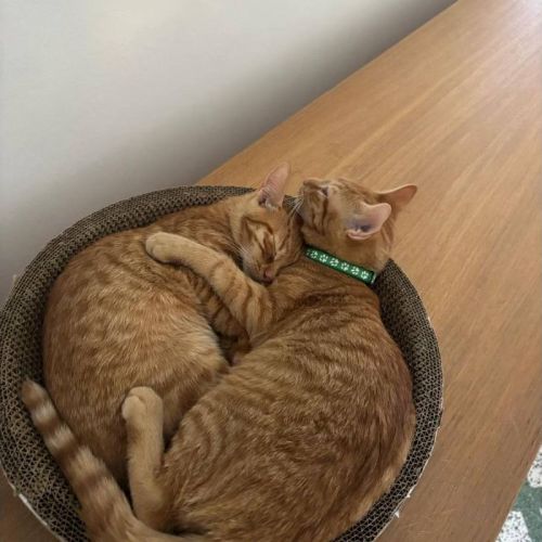 #BE2513708 - Garfield et Patrick, chats à adopter à Leuze-en-Hainaut - #BE2513708 - Garfield et Patrick, chats à adopter à Leuze-en-Hainaut -