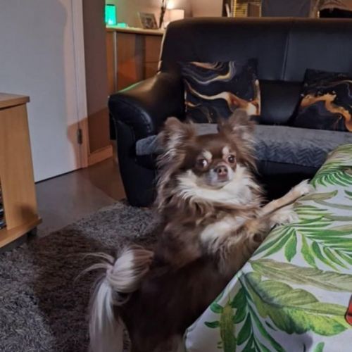 #BE2513709 - Chanelle, chien perdu à Oupeye - AnimalWeb Belgique #BE2513709 - Chanelle, chien perdu à Oupeye - AnimalWeb Belgique