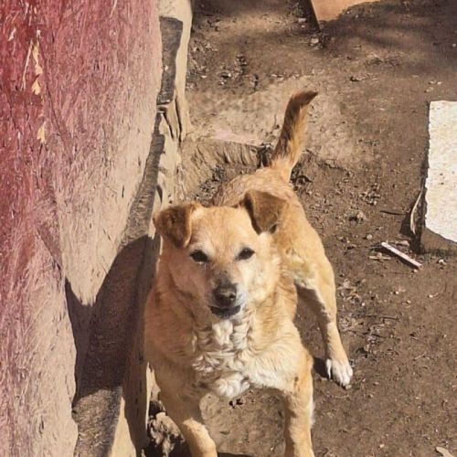 #BE2513711 - Marcel, chien croisé à adopter – AnimalWeb Belgique #BE2513711 - Marcel, chien croisé à adopter – AnimalWeb Belgique