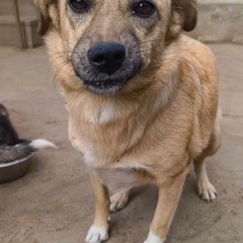#BE2513712 - Maryline, chien croisé à adopter – AnimalWeb Belgique #BE2513712 - Maryline, chien croisé à adopter – AnimalWeb Belgique
