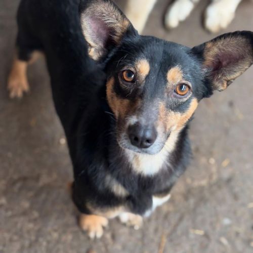#BE2513713 - Negrutz, chien croisé à adopter – AnimalWeb Belgique #BE2513713 - Negrutz, chien croisé à adopter – AnimalWeb Belgique
