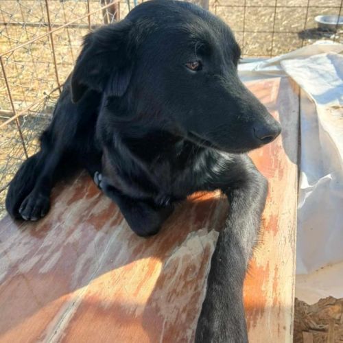 #BE2513714 - Pamina, chien croisé à adopter – AnimalWeb Belgique #BE2513714 - Pamina, chien croisé à adopter – AnimalWeb Belgique