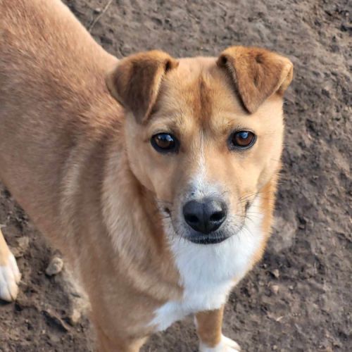 #BE2513715 - Peps, chien croisé à adopter – AnimalWeb Belgique #BE2513715 - Peps, chien croisé à adopter – AnimalWeb Belgique