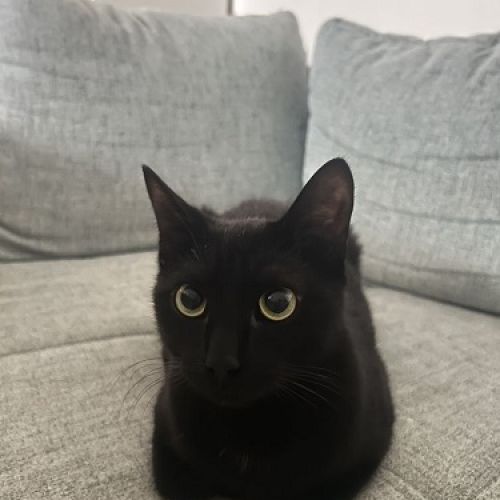 #BE2513716 - Sylas, chat perdu à Ham-sur-Sambre - AnimalWeb Belgique #BE2513716 - Sylas, chat perdu à Ham-sur-Sambre - AnimalWeb Belgique