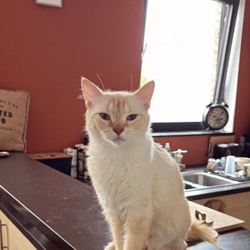 #BE2513718 - Lili, chat perdu à Graty - AnimalWeb Belgique #BE2513718 - Lili, chat perdu à Graty - AnimalWeb Belgique