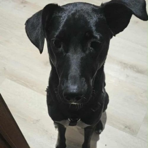 #BE2513719 - Nina, chien croisé à adopter – AnimalWeb Belgique #BE2513719 - Nina, chien croisé à adopter – AnimalWeb Belgique