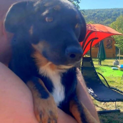 #BE2513720 - Fricel, chien croisé à adopter – AnimalWeb #BE2513720 - Fricel, chien croisé à adopter – AnimalWeb