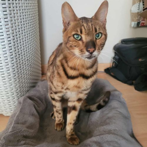 #BE2513721 - Mogli, chat trouvé à Plancenoit - AnimalWeb Belgique #BE2513721 - Mogli, chat trouvé à Plancenoit - AnimalWeb Belgique