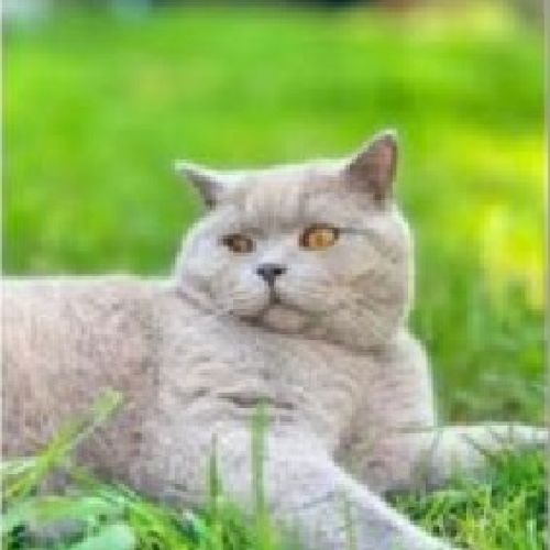 #BE2513722 - Arci, chat perdu à Berchem-Sainte-Agathe - AnimalWeb Belg #BE2513722 - Arci, chat perdu à Berchem-Sainte-Agathe - AnimalWeb Belg