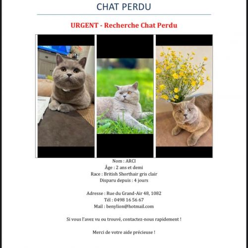 #BE2513722 - Arci, chat perdu à Berchem-Sainte-Agathe - AnimalWeb Belg #BE2513722 - Arci, chat perdu à Berchem-Sainte-Agathe - AnimalWeb Belg