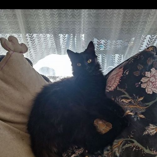 #BE2513723 - Faye, chat perdu à Mons - AnimalWeb Belgique #BE2513723 - Faye, chat perdu à Mons - AnimalWeb Belgique