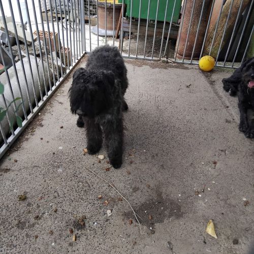 #BE2513725 - Bella- Chien perdu à Rebecq - AnimalWeb Belgique #BE2513725 - Bella- Chien perdu à Rebecq - AnimalWeb Belgique