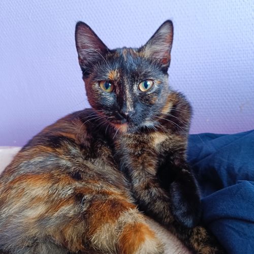 #BE2513727 - Pespes, chat à adopter à Evere - AnimalWeb #BE2513727 - Pespes, chat à adopter à Evere - AnimalWeb