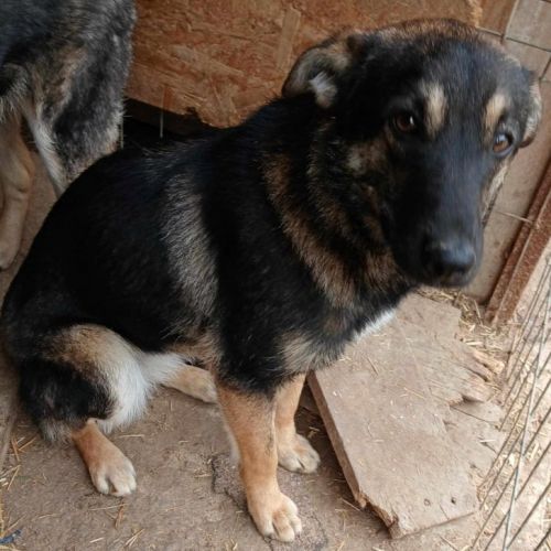 #BE2513728 - Yana, chien croisé à adopter – AnimalWeb Belgique #BE2513728 - Yana, chien croisé à adopter – AnimalWeb Belgique