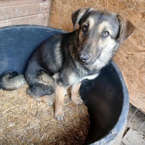 #BE2513729 - Yolanda, chien croisé à adopter – AnimalWeb Belgique #BE2513729 - Yolanda, chien croisé à adopter – AnimalWeb Belgique