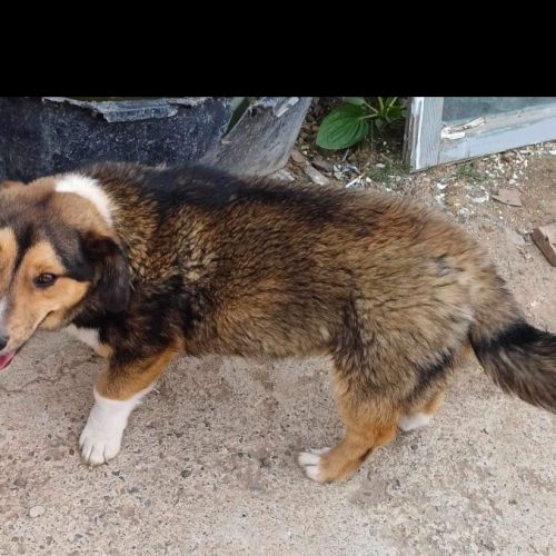 #BE2513730 - Zebulon, chien croisé à adopter – AnimalWeb Belgique #BE2513730 - Zebulon, chien croisé à adopter – AnimalWeb Belgique