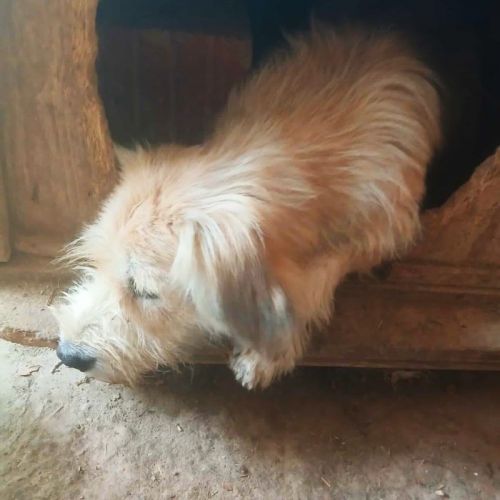 #BE2513731 - Lesly, chien croisé à adopter – AnimalWeb Belgique #BE2513731 - Lesly, chien croisé à adopter – AnimalWeb Belgique