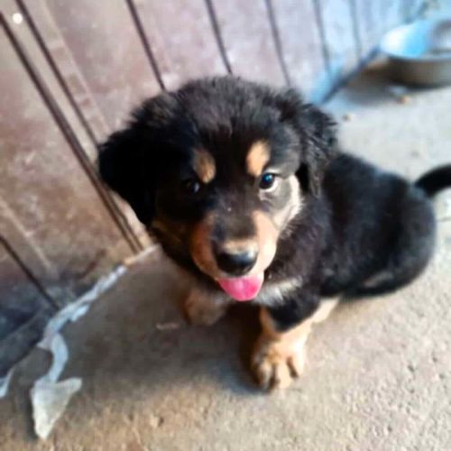 #BE2513732 - Liam, chien croisé à adopter – AnimalWeb Belgique #BE2513732 - Liam, chien croisé à adopter – AnimalWeb Belgique