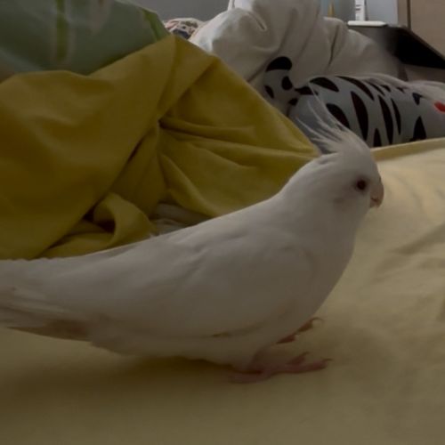 #BE2513733 - Spirite, oiseau perdu à Anderlecht - AnimalWeb Belgique #BE2513733 - Spirite, oiseau perdu à Anderlecht - AnimalWeb Belgique