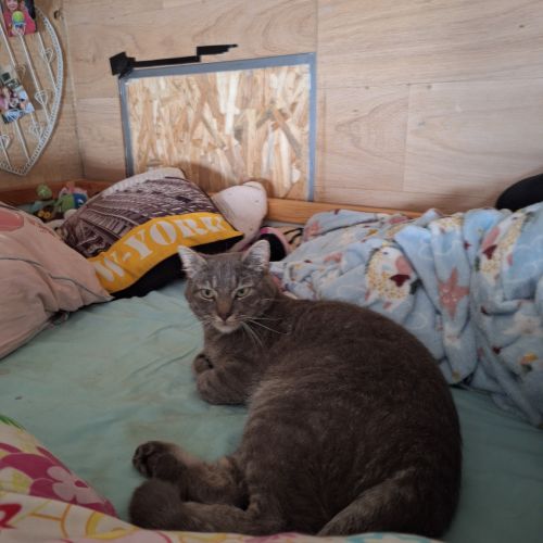 Notre chat a disparu depuis le 27 août et n'est toujours pas revenu. Notre chat a disparu depuis le 27 août et n'est toujours pas revenu.