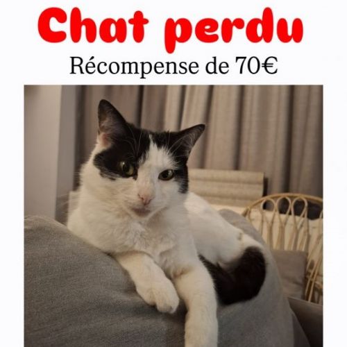 #BE2513735 - Mysti, chat perdu à Ixelles - AnimalWeb Belgique #BE2513735 - Mysti, chat perdu à Ixelles - AnimalWeb Belgique