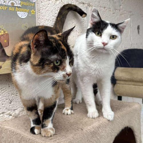 #BE2513737 - Chipie et Minie, chats à adopter à Philippeville - Animal #BE2513737 - Chipie et Minie, chats à adopter à Philippeville - Animal