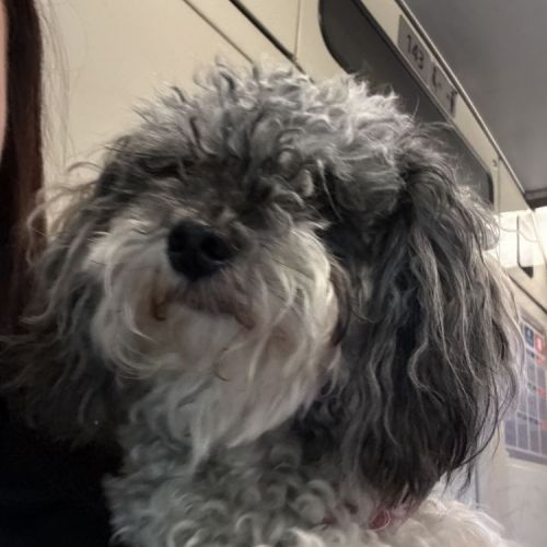 #BE2513740 - Chien perdu - Molenbeek-Saint-Jean - AnimalWeb Belgique #BE2513740 - Chien perdu - Molenbeek-Saint-Jean - AnimalWeb Belgique