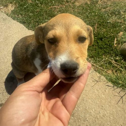 #BE2513742 - Steffi, chien croisé à adopter – AnimalWeb Belgique #BE2513742 - Steffi, chien croisé à adopter – AnimalWeb Belgique