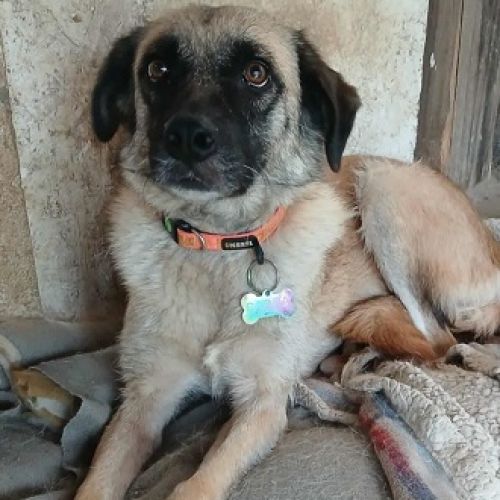 #BE2513743 - Chien à Adopter #BE2513743 - Chien à Adopter