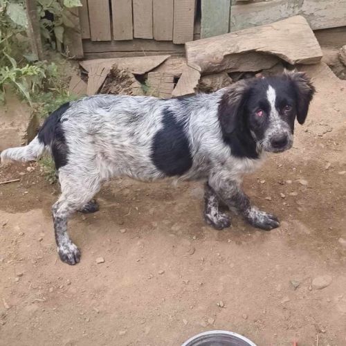 #BE2513744 - Bless, chien croisé à adopter – AnimalWeb Belgique #BE2513744 - Bless, chien croisé à adopter – AnimalWeb Belgique