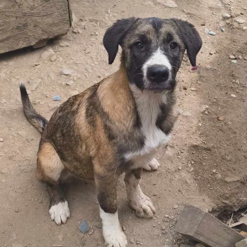 #BE2513745 - Beth, chien croisé à adopter – AnimalWeb Belgique #BE2513745 - Beth, chien croisé à adopter – AnimalWeb Belgique