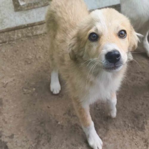 #BE2513746 - Percy, chien croisé à adopter – AnimalWeb Belgique #BE2513746 - Percy, chien croisé à adopter – AnimalWeb Belgique