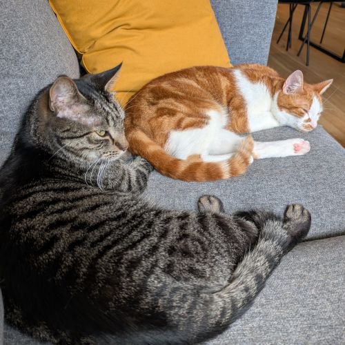 #BE2513747 - Freddy et M, chats à adopter à Schaerbeek - AnimalWeb #BE2513747 - Freddy et M, chats à adopter à Schaerbeek - AnimalWeb