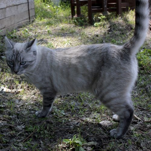 #BE2513749 - Loute, chat perdu à Anderlecht - AnimalWeb Belgique #BE2513749 - Loute, chat perdu à Anderlecht - AnimalWeb Belgique