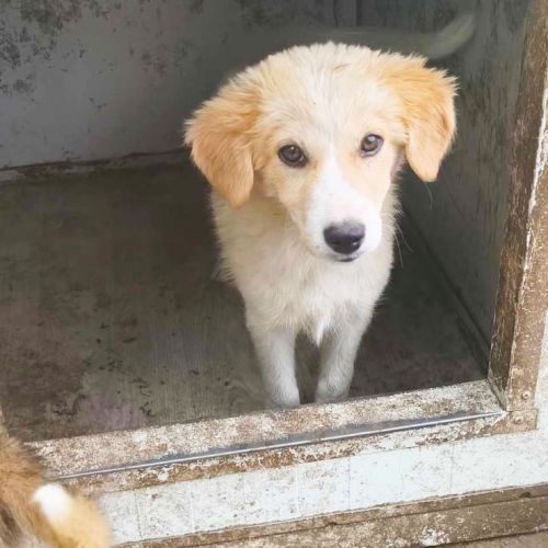 #BE2513751 - Ivana, chien croisé à adopter – AnimalWeb Belgique #BE2513751 - Ivana, chien croisé à adopter – AnimalWeb Belgique