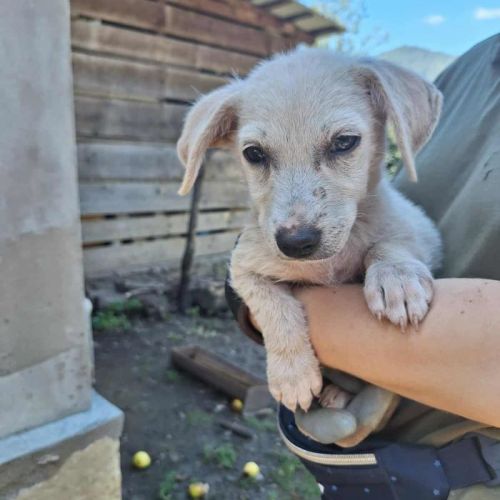 #BE2513752 - Tiic, chien croisé à adopter – AnimalWeb Belgique #BE2513752 - Tiic, chien croisé à adopter – AnimalWeb Belgique