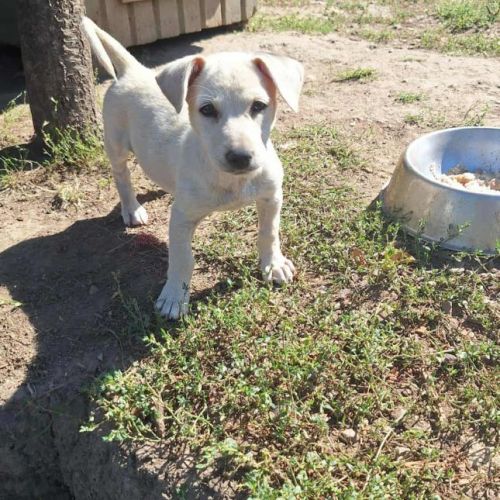 #BE2513753 - Taac, chien croisé à adopter – AnimalWeb Belgique #BE2513753 - Taac, chien croisé à adopter – AnimalWeb Belgique