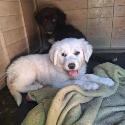 #BE2513754 - Kyra, chien croisé à adopter – AnimalWeb Belgique #BE2513754 - Kyra, chien croisé à adopter – AnimalWeb Belgique