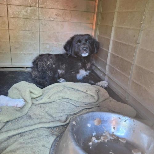#BE2513755 - Mika, chien croisé à adopter – AnimalWeb Belgique #BE2513755 - Mika, chien croisé à adopter – AnimalWeb Belgique