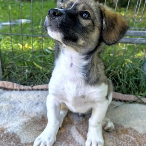 #BE2513761 - Pimboli, chien croisé à adopter – AnimalWeb #BE2513761 - Pimboli, chien croisé à adopter – AnimalWeb