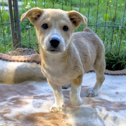#BE2513763- Diddl, chien croisé à adopter – AnimalWeb #BE2513763- Diddl, chien croisé à adopter – AnimalWeb