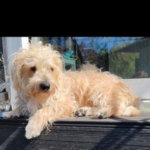 #BE2513764 - Simba, chien perdu à Vaux-sous-Chèvremont - AnimalWeb Bel #BE2513764 - Simba, chien perdu à Vaux-sous-Chèvremont - AnimalWeb Bel