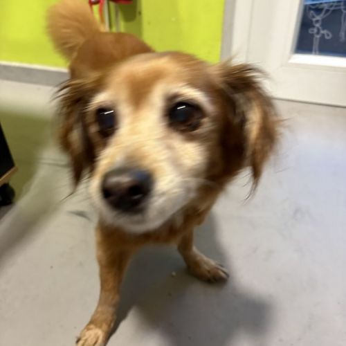#BE2513767 - Chien trouvé à Grâce-Hollogne - AnimalWeb Belgique #BE2513767 - Chien trouvé à Grâce-Hollogne - AnimalWeb Belgique