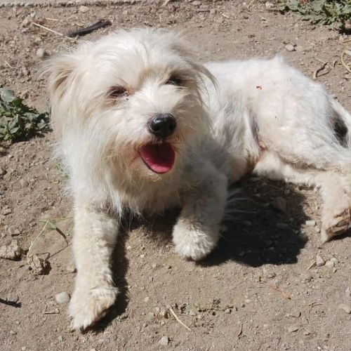 #BE2513768 - Lilas, chien croisé à adopter – AnimalWeb Belgique #BE2513768 - Lilas, chien croisé à adopter – AnimalWeb Belgique